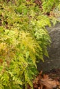 Himalayan maidenhair or Adiantum Venustum plant in Zurich in Switzerland