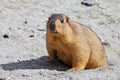 Himalayan marmot