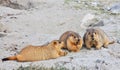 Himalayan marmot