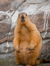 himalayan marmot close up shot rocks