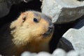 Himalayan marmot closeup