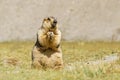 Himalayan marmot eating