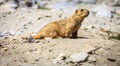 Himalayan marmot