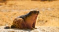 Himalayan Marmot | Himalayan Marmot Animal