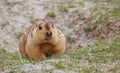 Himalayan marmot