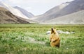 Himalayan marmot standing in grass