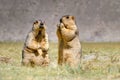 Himalayan marmots pair standing in open grassland, Ladakh, India