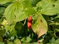 Himalayan may apple or Indian may apple (Sinopodophyllum hexandrum) bearing red, ripe fruit in garden Royalty Free Stock Photo