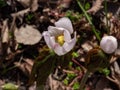 Himalayan or Indian may apple (Sinopodophyllum hexandrum) with drooping, lobed leaves bearing a pink