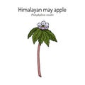 Himalayan may apple Podophyllum emodi , medicinal plant Royalty Free Stock Photo