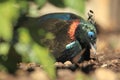 Himalayan monal Royalty Free Stock Photo