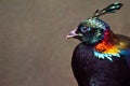 Himalayan Monal Royalty Free Stock Photo