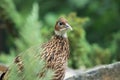 Himalayan monal Royalty Free Stock Photo