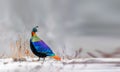 Himalayan Monal Royalty Free Stock Photo