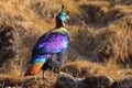 Himalayan monal (Lophophorus impejanus) in the glory of morning light Royalty Free Stock Photo