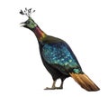 Himalayan monal, Lophophorus impejanus, Impeyan pheasant Royalty Free Stock Photo