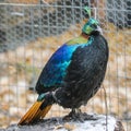 Himalayan monal Royalty Free Stock Photo