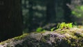 Himalayan mountain cedar forest, close up dolly shot