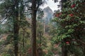The Himalayan Mountains, Nepal. Flowering rhododendrons. Royalty Free Stock Photo