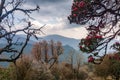The Himalayan Mountains, Nepal. Flowering rhododendrons. Royalty Free Stock Photo