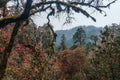 The Himalayan Mountains, Nepal. Flowering rhododendrons. Royalty Free Stock Photo