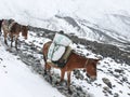 Himalayan mules post - Snowy weather in Thorong La Pass, Nepal Royalty Free Stock Photo