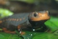 Himalayan newt Royalty Free Stock Photo