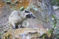 Himalayan Palm Civet or Paguma larvata, Sikkim