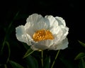 Himalayan peony, Paeonia emodi Royalty Free Stock Photo