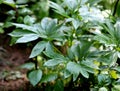 Himalayan peony, Paeonia emodi, ood-e-saleeb Royalty Free Stock Photo