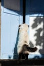 Himalayan persian breed cat siamese color