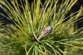 Himalayan pine Frosty Royalty Free Stock Photo