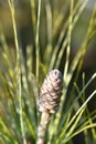 Himalayan pine Frosty Royalty Free Stock Photo