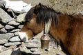 Himalayan Pony Sunbathing