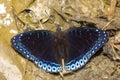 Himalayan Popinjay butterfly, Stibochiona nicea nicea Royalty Free Stock Photo