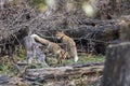 Himalayan Red Fox pair in forest near Chopta,Tungnath,Uttarakhand,India