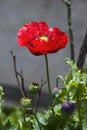 Himalayan red opium poppy flower and Capsule , Bhutan Royalty Free Stock Photo