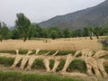Himalayan remote steppe terrace farmland n wheat fields