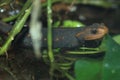 Himalayan salamander Royalty Free Stock Photo