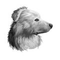 Himalayan Sheepdog, Bhotia, Himalayan Shepherd dog digital art illustration isolated on white background. Nepal, China, India Royalty Free Stock Photo