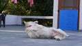 Himalayan Shepherd Dog: Playful Belly-Up antics - Joyful Pet Comedy, India