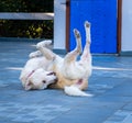 Himalayan Shepherd Dog: Playful Belly-Up antics - Joyful Pet Comedy, India