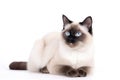 Himalayan Siamese Cat On White Background. Copy Space. Generative AI Royalty Free Stock Photo