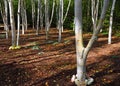 Himalayan Silver Birch with their pure white trunks in winter garden. Royalty Free Stock Photo