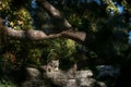 A Himalayan snow leopard Panthera uncia lounges on a rock, beautiful irbis in captivity at the zoo