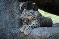 A Himalayan snow leopard Panthera uncia lounges on a rock, beautiful irbis in captivity at the zoo, National Heritage Animal