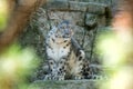 A Himalayan snow leopard Panthera uncia lounges on a rock, beautiful irbis in captivity at the zoo, National Heritage Animal