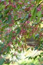 Hamilton`s spindle-tree, Euonymus hamiltonianus, flowering