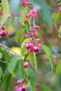 Hamilton`s spindle-tree, Euonymus hamiltonianus, with fruit