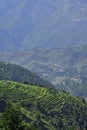 Himalayan Step Farming Royalty Free Stock Photo